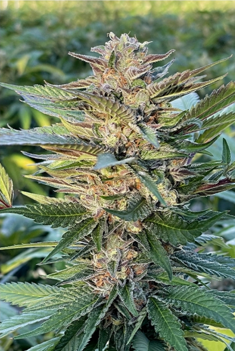 Gelato Automatic