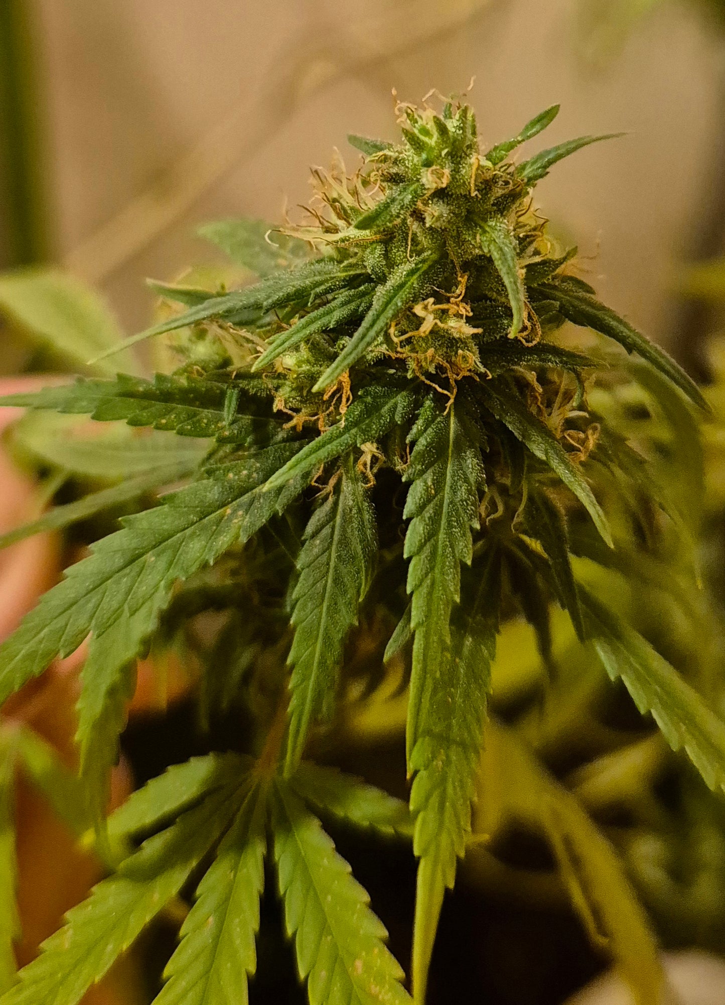 Single Regular Swazi Gold Seed