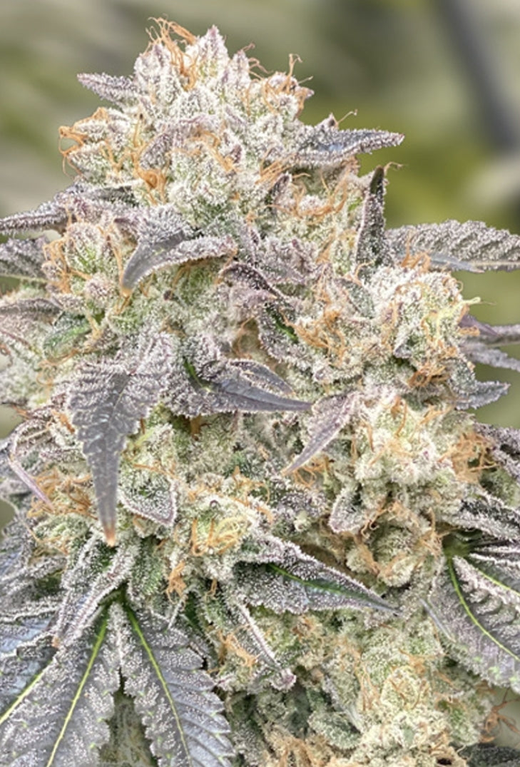 Gorilla Zkittlez
