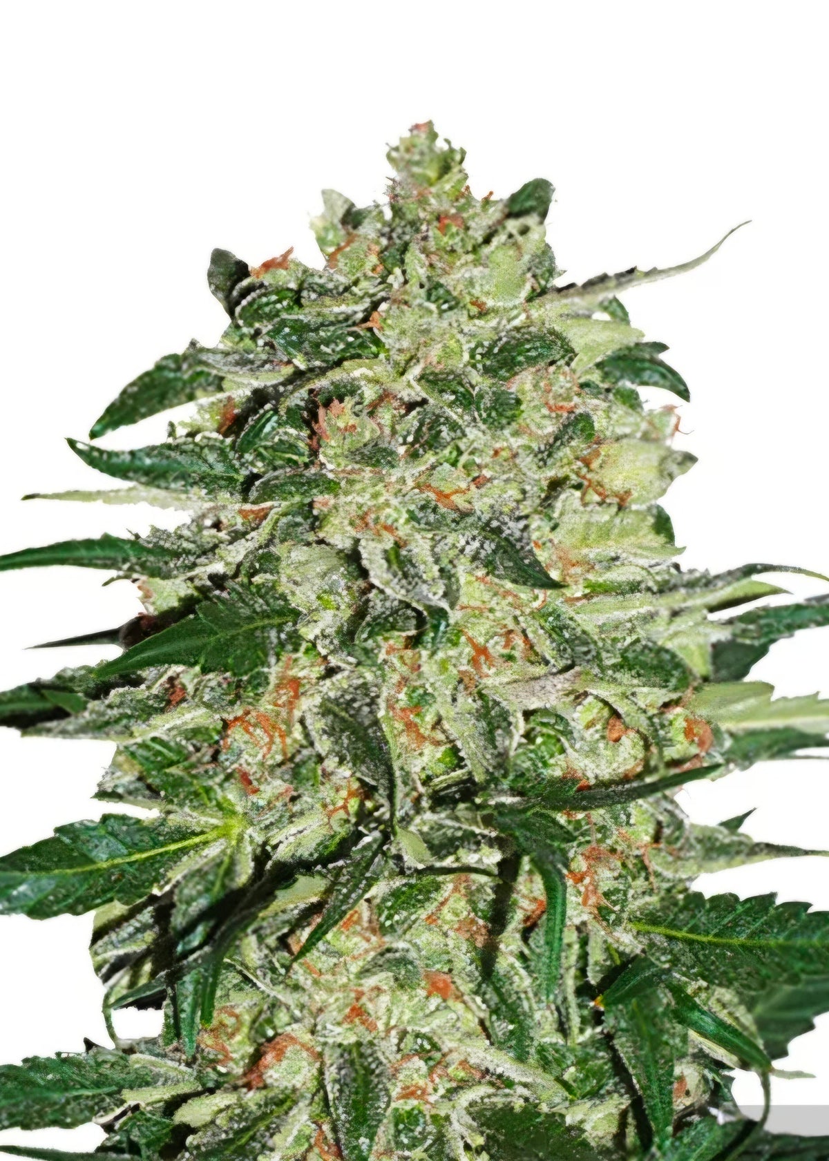 Big Bud Automatic