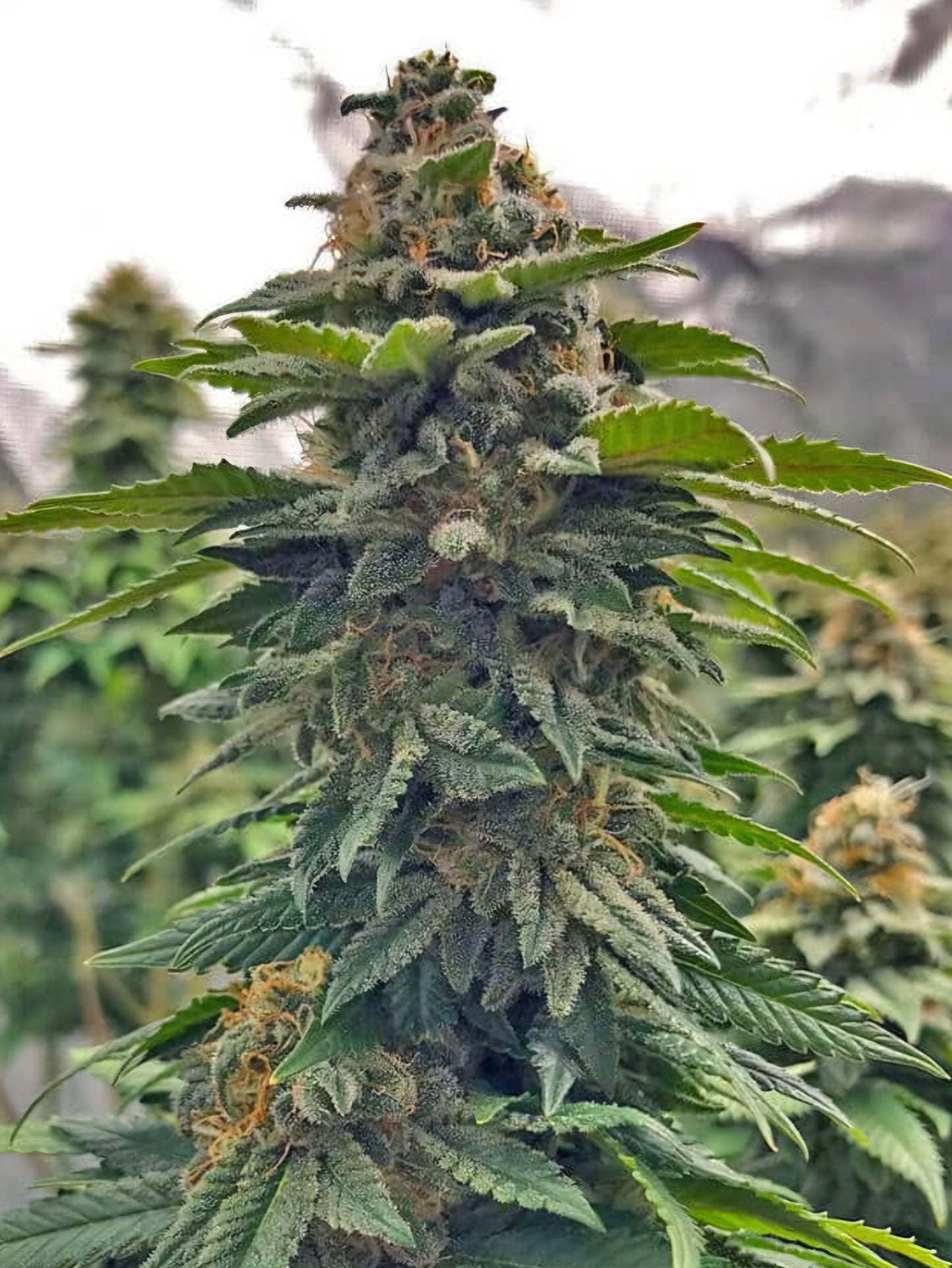 Blue Cheese