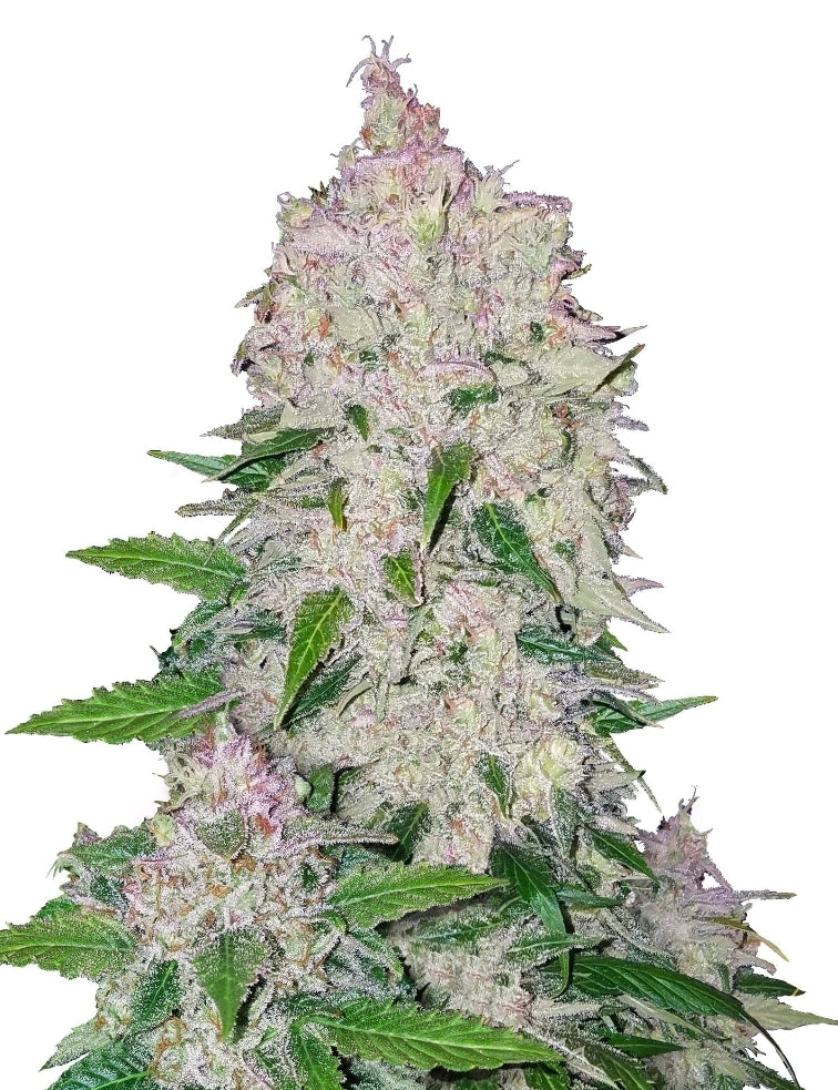 Single Regular Stardawg Seed