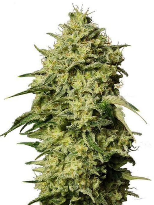 Single Amnesia Automatic Seed