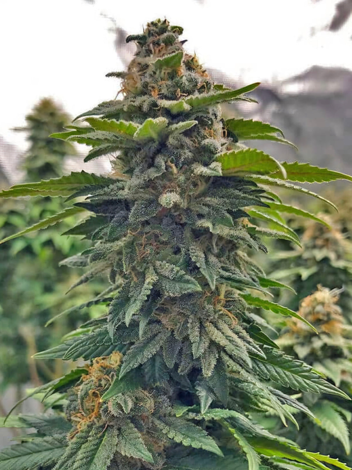 Blue Cheese